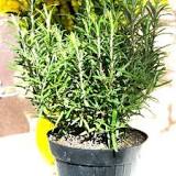 Which pot is best for rosemary?