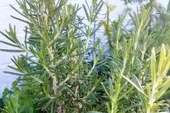 What fertilizer is put on rosemary?