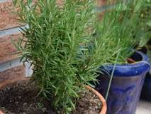 How does the rosemary plant reproduce?
