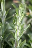 How long does it take for a rosemary cutting to root?
