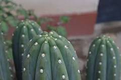 How many types of San Pedro cactus are there? How many types of San Pedro cactus are there?