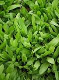 What is coca mint? What is coca mint?