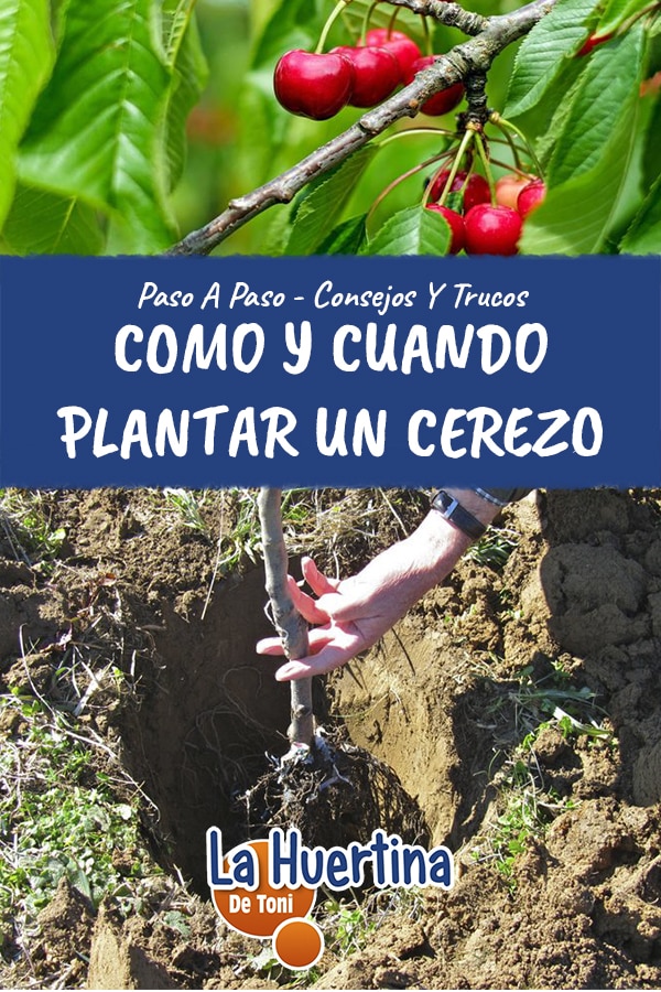when to plant a cherry tree