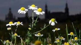 When to take chamomile? When to take chamomile?