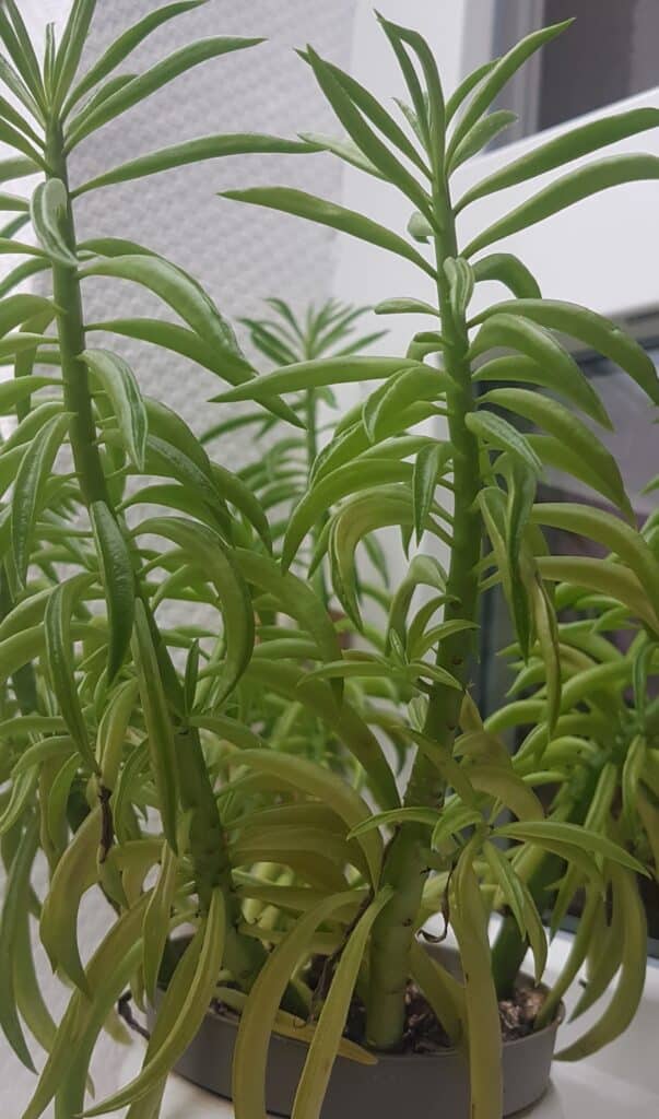 Peperomia ferreyrae is a succulent plant