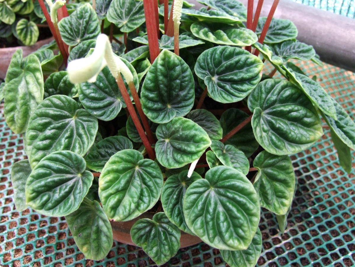Peperomia caperata how is it