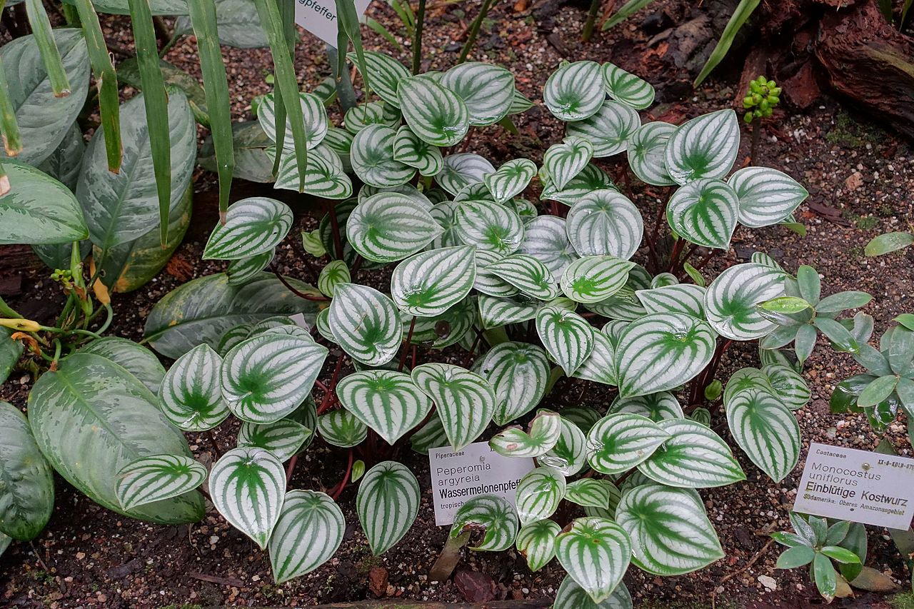 Peperomia argyreia is an exotic plant