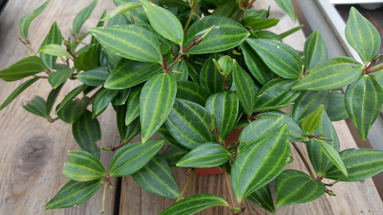 Peperomia angulata is a tropical plant
