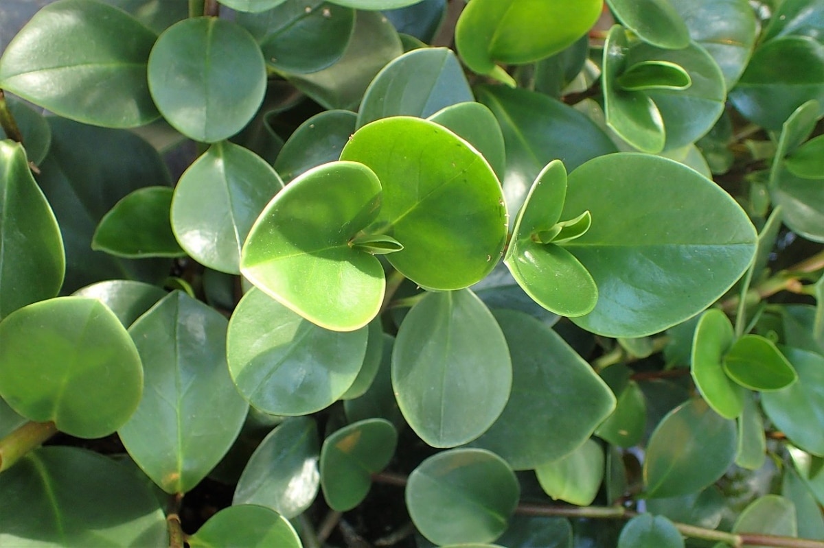 Peperomia obtusifolia is a green plant