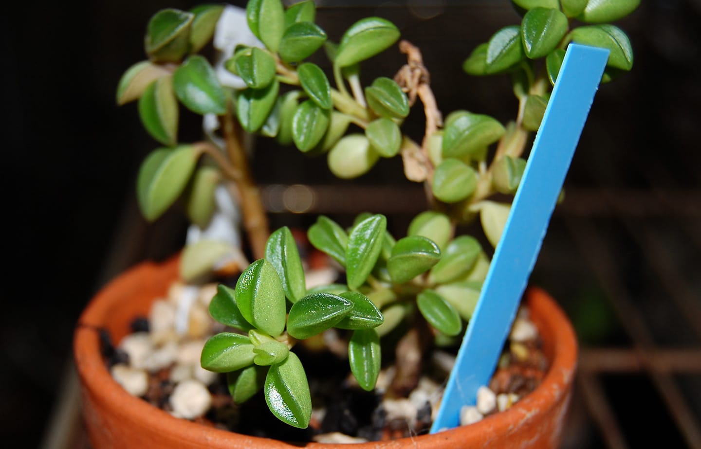Peperomia nivalis is a small succulent