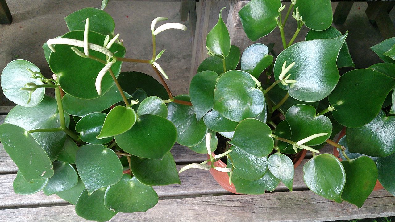 Peperomia polybotrya is a succulent