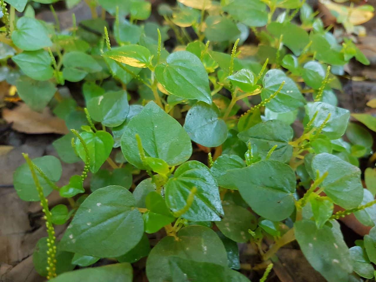 Peperomia pellucida is a small plant