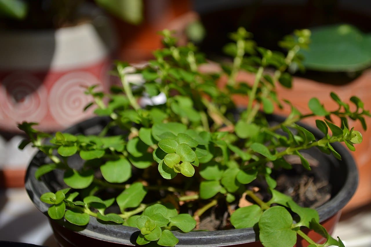 Peperomia rotundifolia is a small species