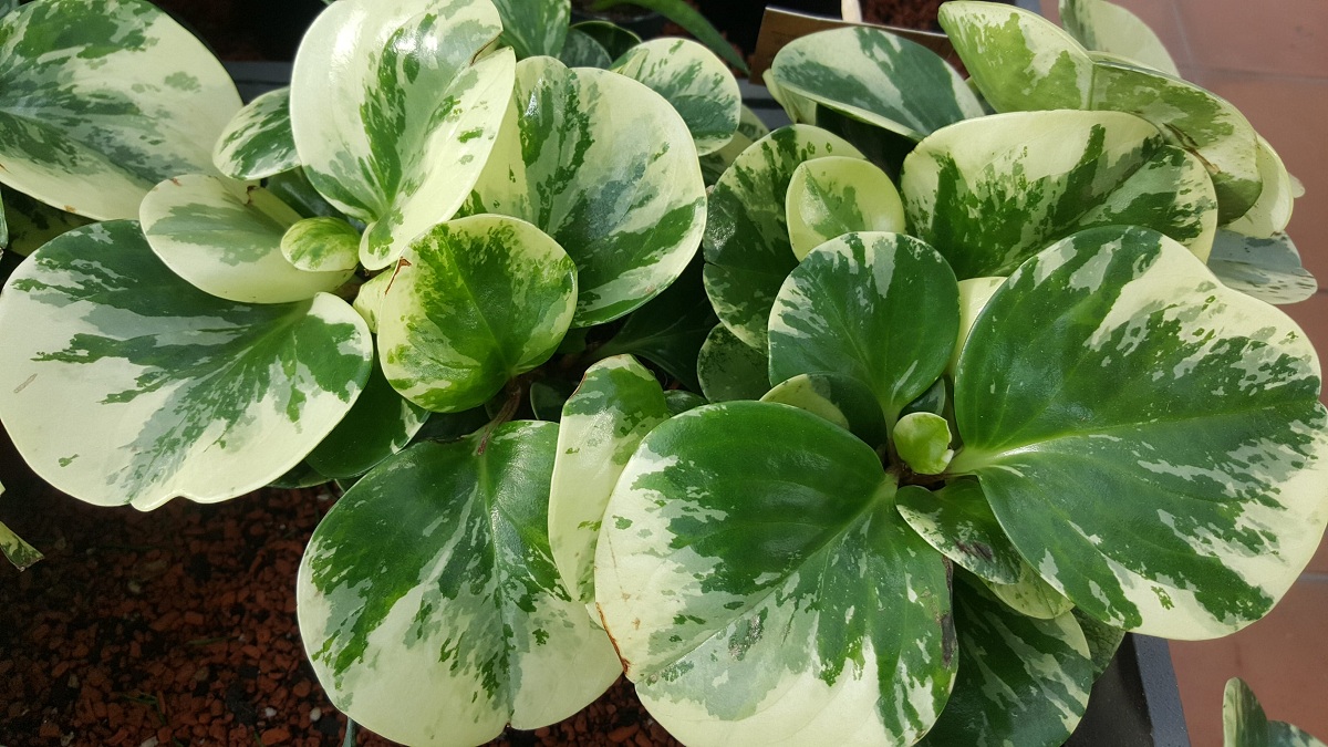 peperomy care