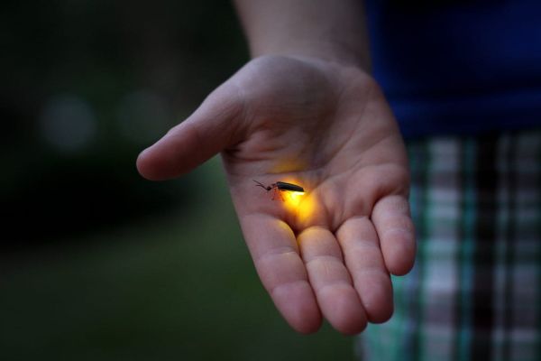 firefly insect