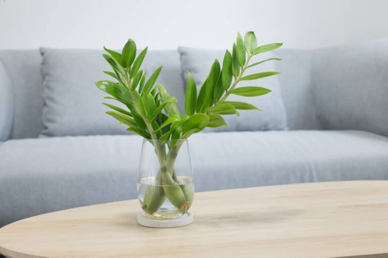 The Complete Guide to Growing and Caring for ZZ Plants