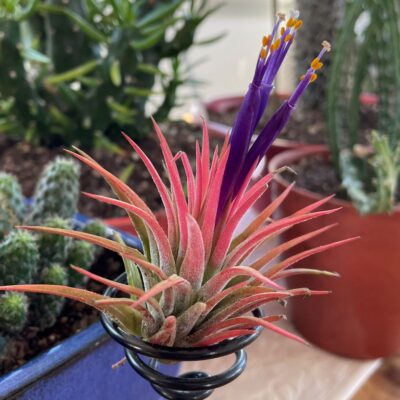 tillandsia ionantha rubra on the stand of the little prince's plants