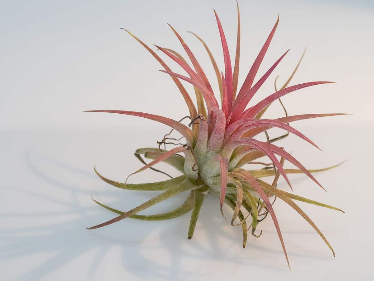 air plant tillandsia ionantha rubra