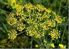 How does fennel reproduce?