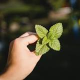 What is donkey mint? What is donkey mint?