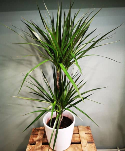 plants for the bedroom