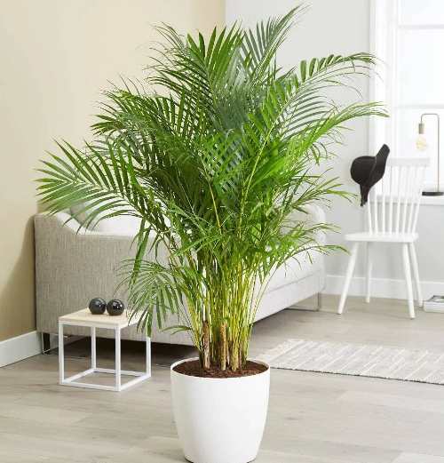 plants that produce oxygen