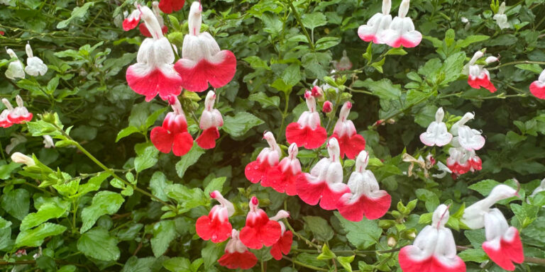 Salvia microphylla.  Persistent flowering in autumn