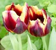 How often should tulips be watered?  –ISBUZZLE