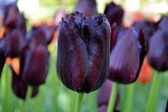 What does the orange color of tulips mean? What does the orange color of tulips mean?