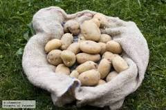 How do you store potatoes so they don't sprout?