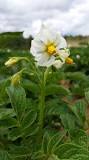 When does the potato flower come out?