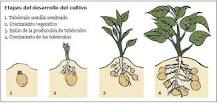 How to grow a potato fast?