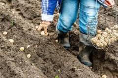 How is the potato planted step by step?