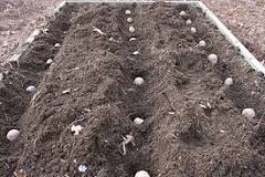 Which moon is good for planting potatoes?