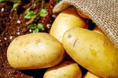 What is potato care?