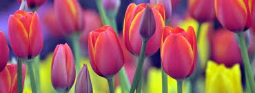 What are the most elegant flowers? What are the most elegant flowers?