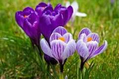 How many flowers come out of a saffron bulb?