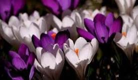 What is ground crocus? What is ground crocus?