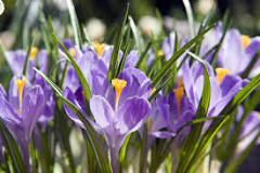 How is the crocus flower? How is the crocus flower?