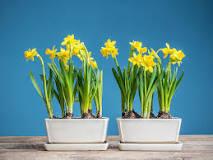 How to plant daffodil bulbs in a pot?