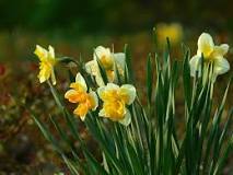 When are daffodil bulbs transplanted?