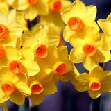 How many times do daffodils bloom per year?