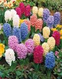 How many colors of hyacinths are there?