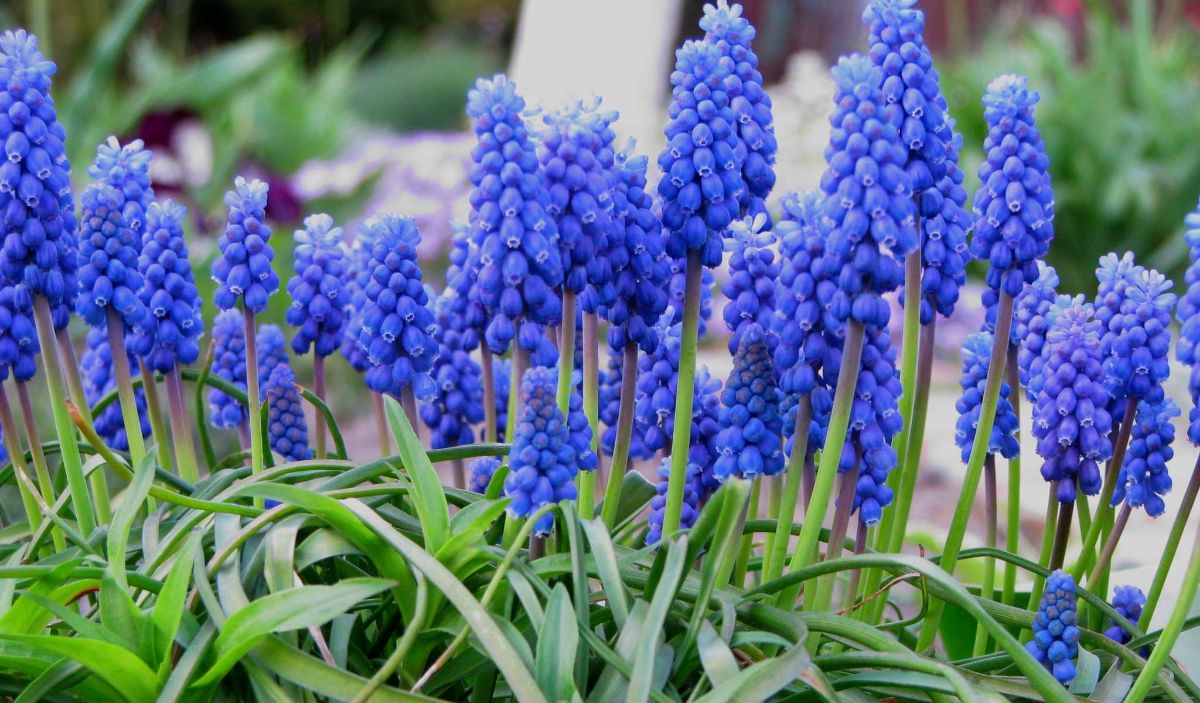 Muscari armeniacum with blue flowers
