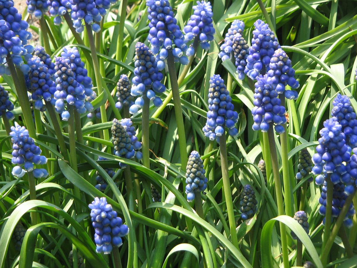 Muscari armeniacum group