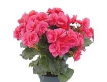 How to care for Dutch begonias? How to care for Dutch begonias?