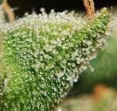 How to increase the amount of trichomes? How to increase the amount of trichomes?