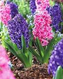 How big is a hyacinth?  –ISBUZZLE