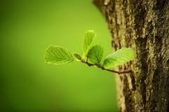 How to enlarge the stem?
