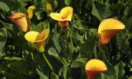 How to maintain the yellow color of callas?